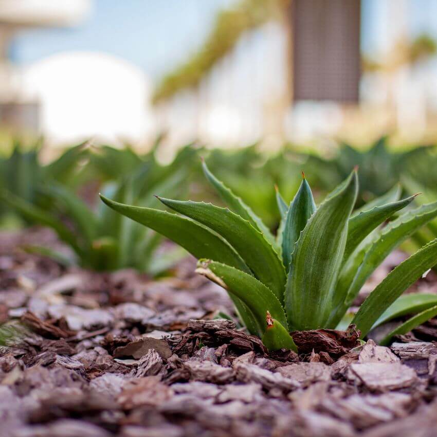 Mulching